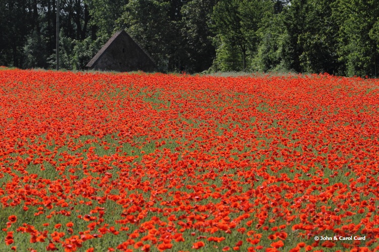 IMG_0287 Poppy field.JPG